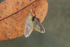 Castrica phalaenoides