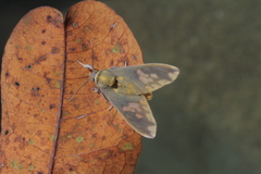 Castrica phalaenoides