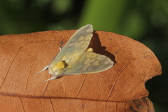 Castrica phalaenoides