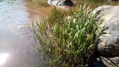 Cryptocoryne retrospiralis