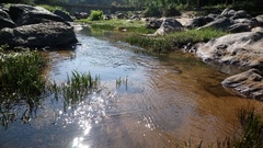 Cryptocoryne retrospiralis