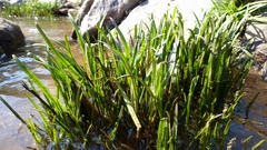 Cryptocoryne retrospiralis