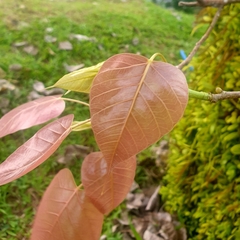 Homalanthus populifolius