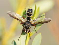 Cylindromyia nigricosta