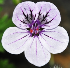 Erodium rupicola