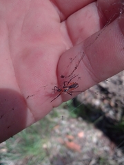 Trachylestes aspericollis