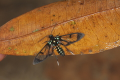 Cosmosoma xanthosticta