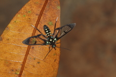 Cosmosoma xanthosticta