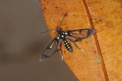 Cosmosoma xanthosticta