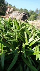 Cryptocoryne retrospiralis
