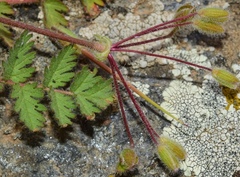 Erodium rupicola
