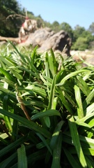 Cryptocoryne retrospiralis