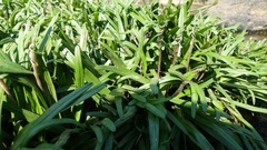 Cryptocoryne retrospiralis