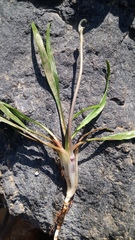 Cryptocoryne retrospiralis