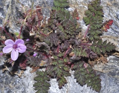Erodium rupicola