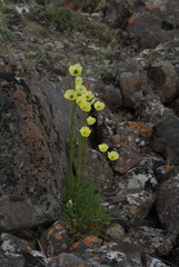 Papaver lapponicum orientale
