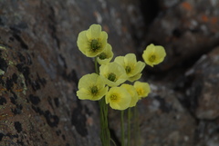 Papaver lapponicum orientale