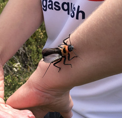 Thaumatoperla alpina