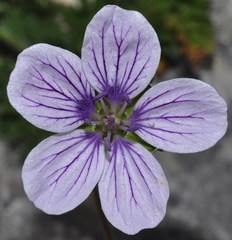 Erodium saxatile