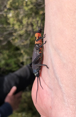 Thaumatoperla alpina