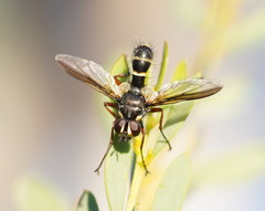 Cylindromyia nigricosta