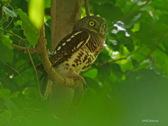 Glaucidium capense etchecopari
