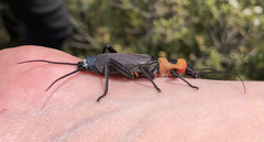 Thaumatoperla alpina