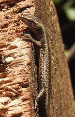 Trunk-Climbing Cool-Skink photo 3