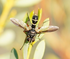 Cylindromyia nigricosta