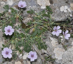 Erodium saxatile