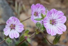 Erodium saxatile