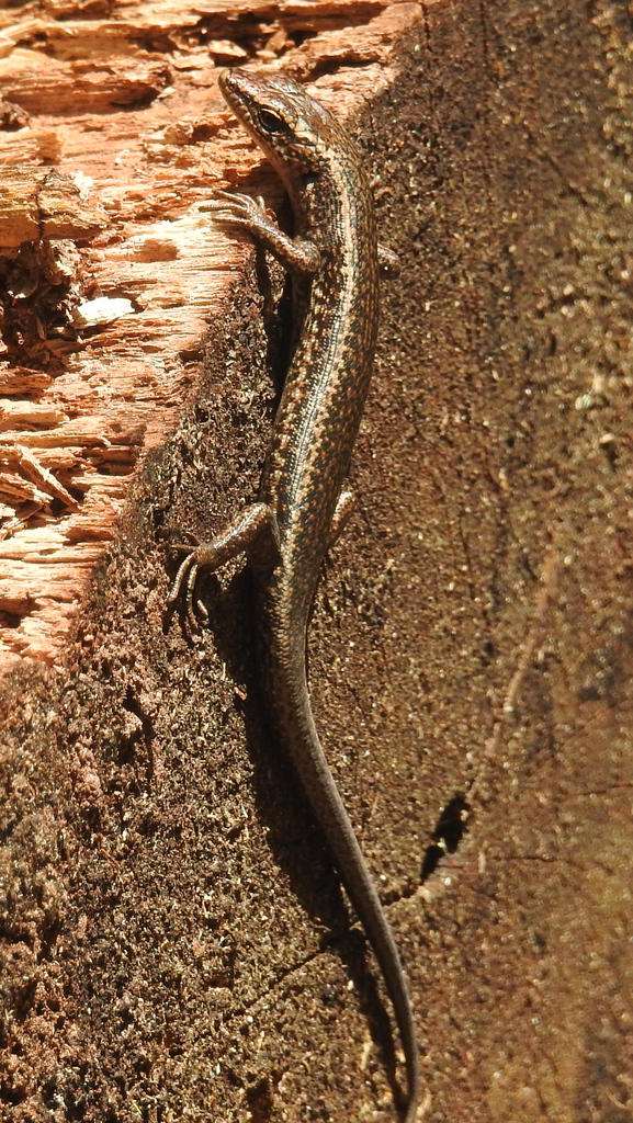 Trunk-Climbing Cool-Skink