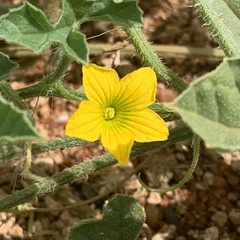 Cucumis zeyheri