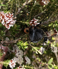 Thaumatoperla alpina