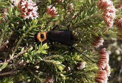 Thaumatoperla alpina