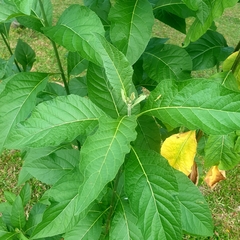 Gymnanthemum amygdalinum
