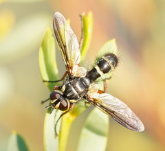 Cylindromyia nigricosta