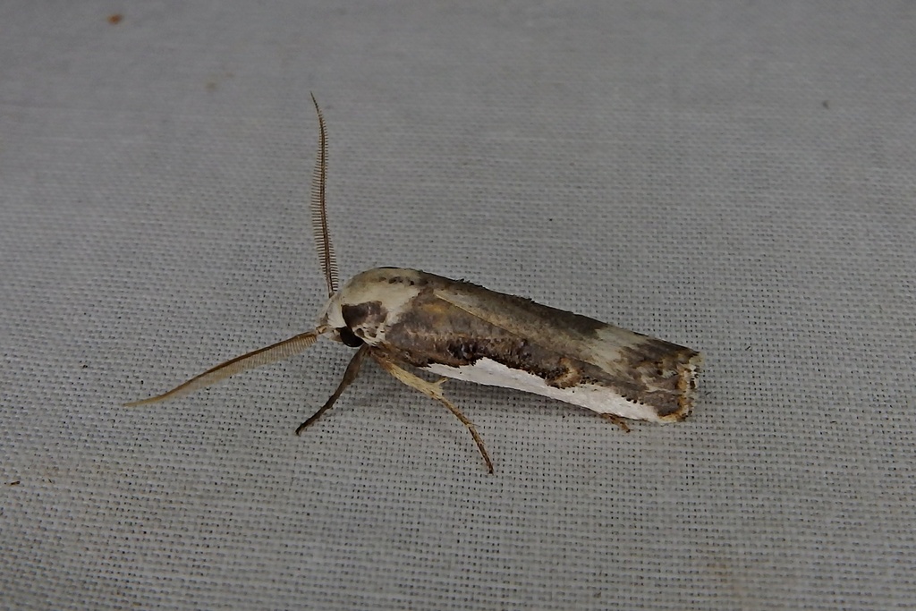 Cryptophasa argyrocolla
