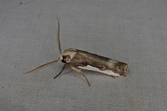 Cryptophasa argyrocolla