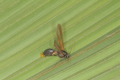 Pseudosphex ichneumonea