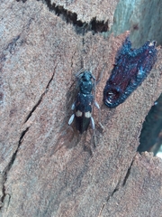 Phoracantha punctata