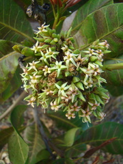 Anacardium