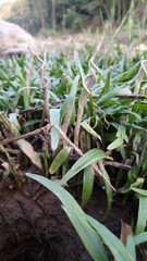 Cryptocoryne retrospiralis