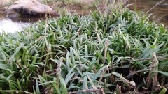 Cryptocoryne retrospiralis