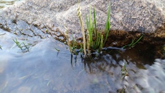 Cryptocoryne retrospiralis