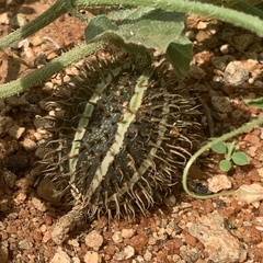 Cucumis zeyheri