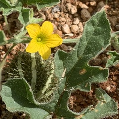 Cucumis zeyheri