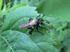 Laphria divisor