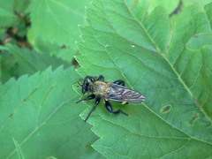 Laphria divisor