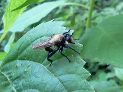 Laphria divisor